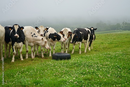 Vaches dans un pré