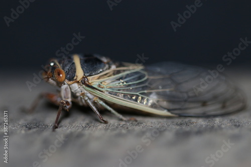 Citrus Cicada full body profile on wood, Nevada.  © berkeley
