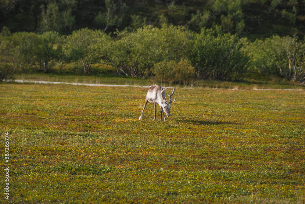 Obraz premium A reindeer grazing in a meadow in northern Norway