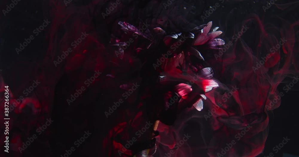 Beautiful underwater art, black and red ink is flowing on top of a flower, 4k Beautiful underwater art, black and red ink is flowing on top of a flower, 4k