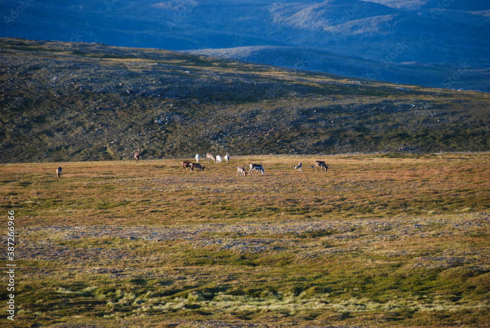 A reindeer herd grazing in a wilderness of northern Norway