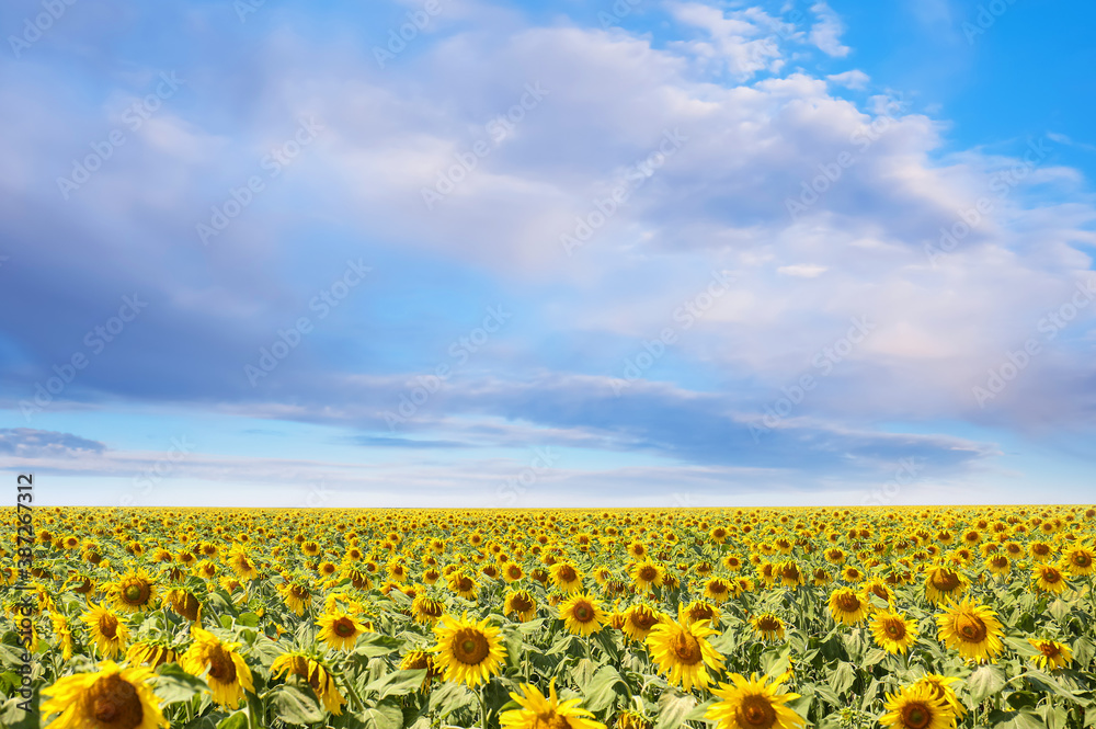 Picturesque sunflower field under blue sky with clouds