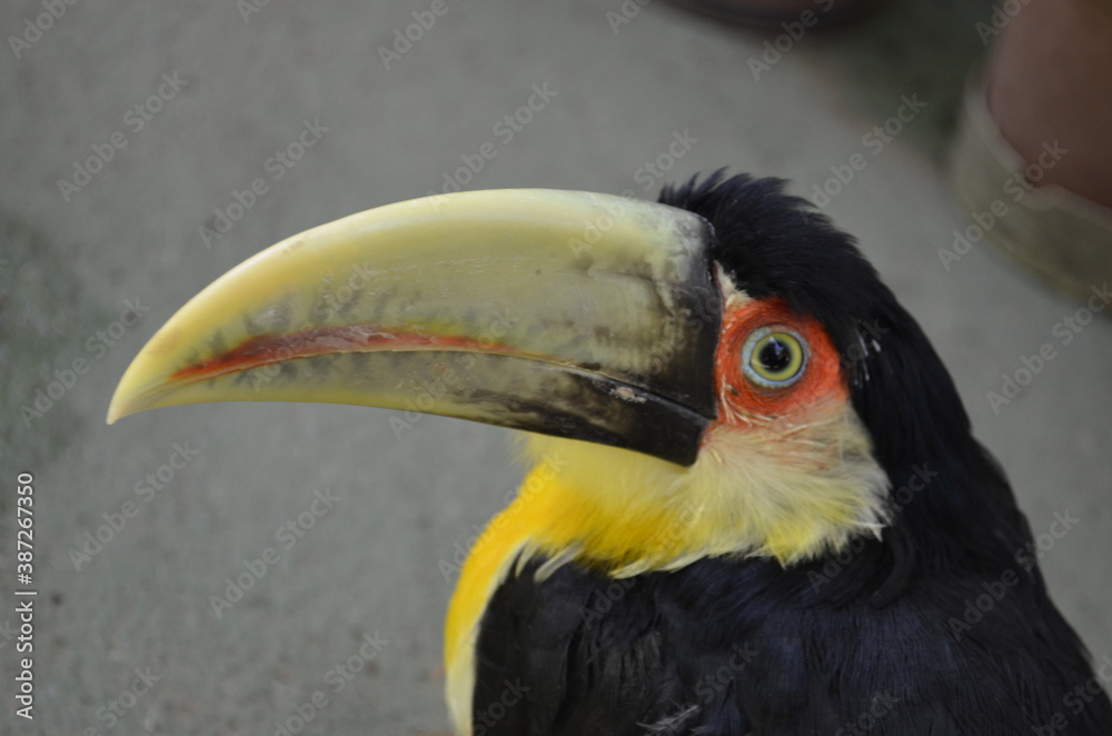Fototapeta premium Tucano