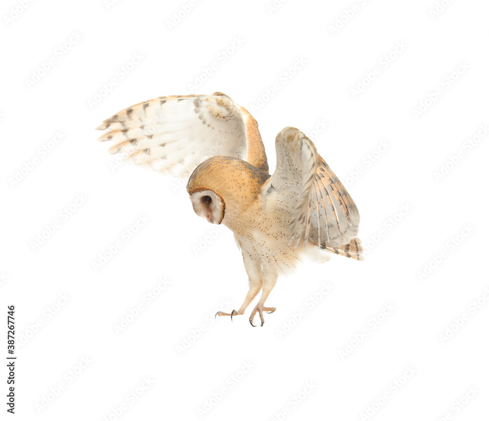 Beautiful common barn owl flying on white background