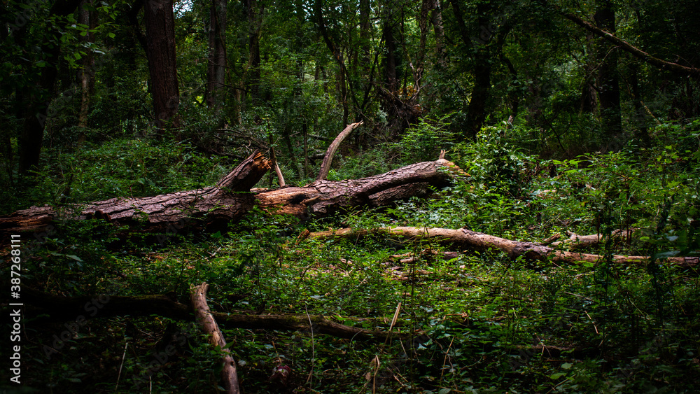 Fallen Tree Fallen Tree
