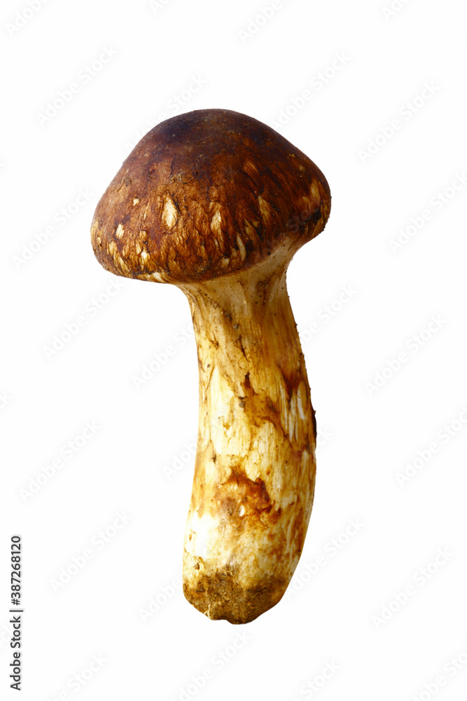 松茸 松茸