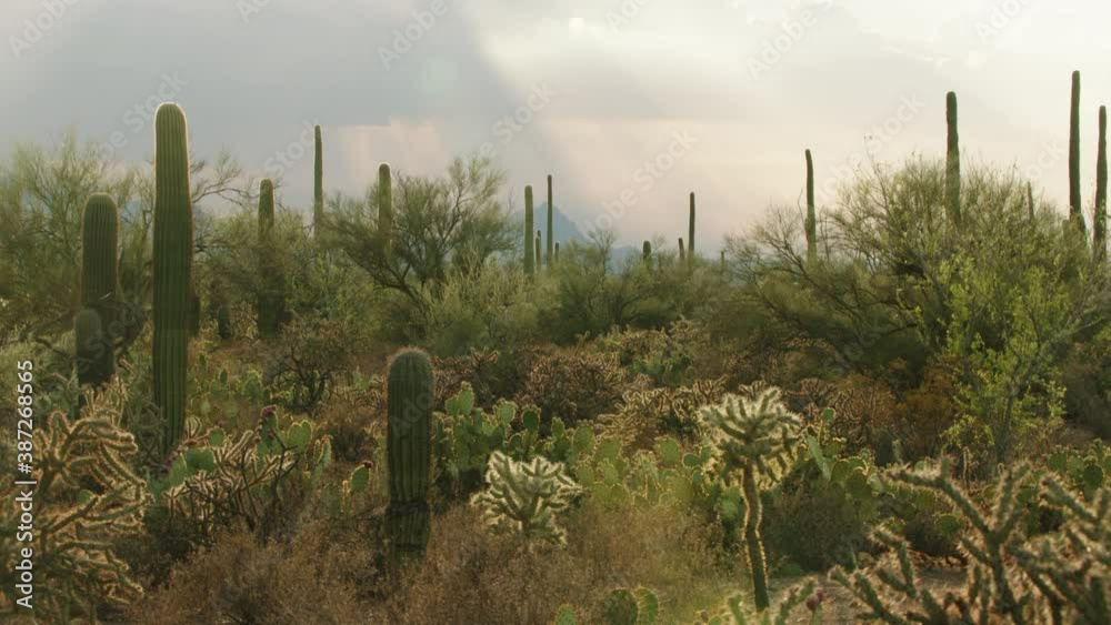 Vegetation growing in desert