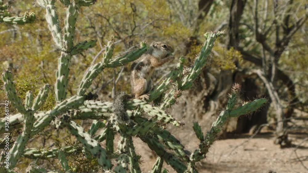 Harris's Antelope Squirrel sitting on cactus and eating, newmexico, USA Harris's Antelope Squirrel sitting on cactus and eating, newmexico, USA