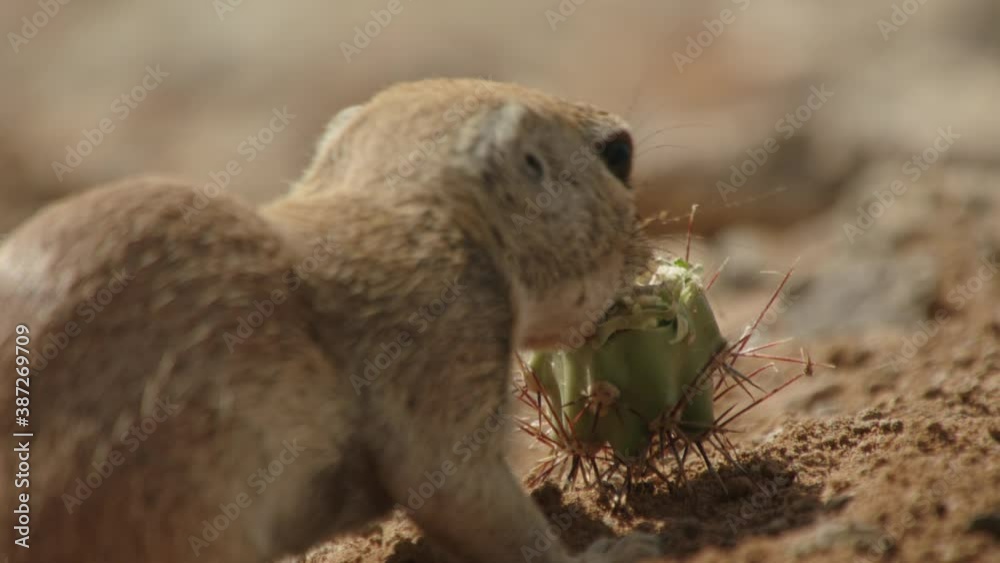 Round tailed ground squirrel while eating, New Mexico, USA Round tailed ground squirrel while eating, New Mexico, USA
