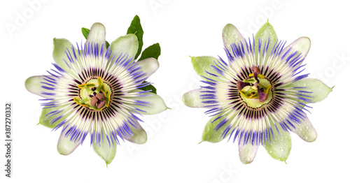 Passiflora (passionflower) isolated on white background. Big beautiful flower.