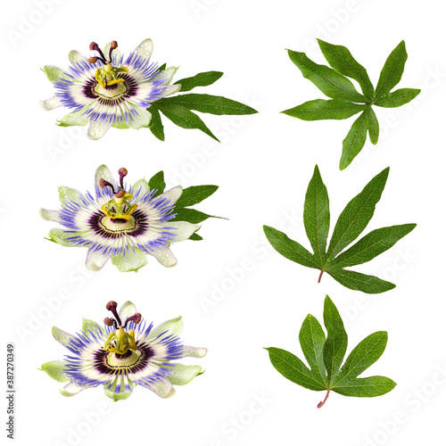 Passiflora (passionflower) isolated on white background. Set of big beautiful flower and leaves