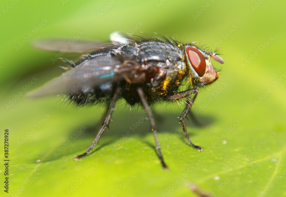 fly fly