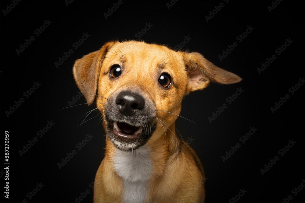 Funny and Excited, Dachshund and Jack Russell Mixed Dog with Shocked Expression on Black Background Funny and Excited, Dachshund and Jack Russell Mixed Dog with Shocked Expression on Black Background
