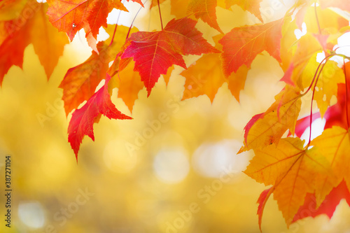 Autumn leaves over golden sunny bokeh background  multi colored leaves sunset copy space  colorful fall backdrop