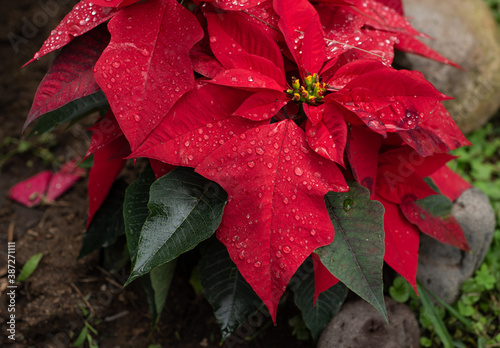 Nochebuena Roja