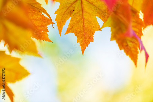 Autumn leaves over sunny background, multi colored leaves sunset copy space, colorful fall backdrop