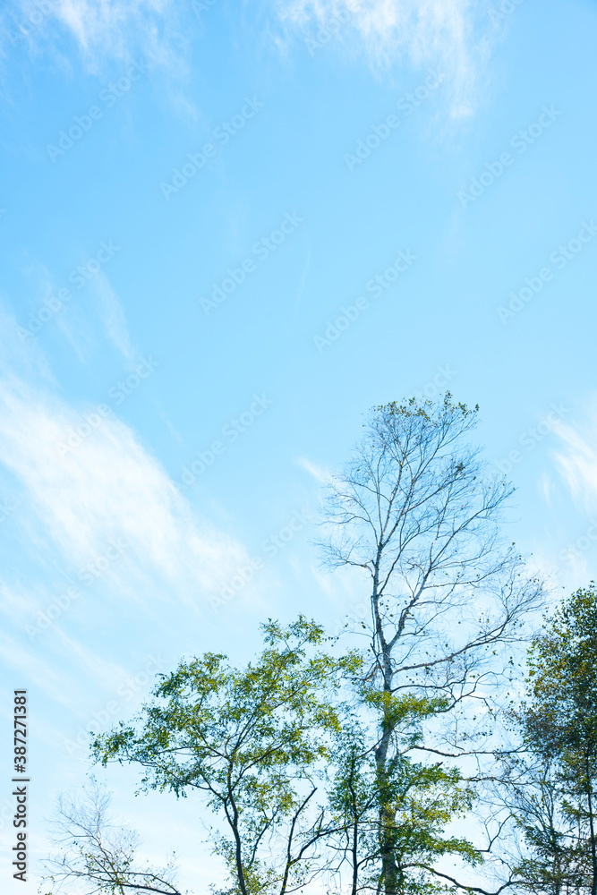 Fototapeta premium 高原の秋の空