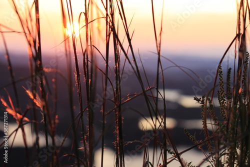 Sun in grass