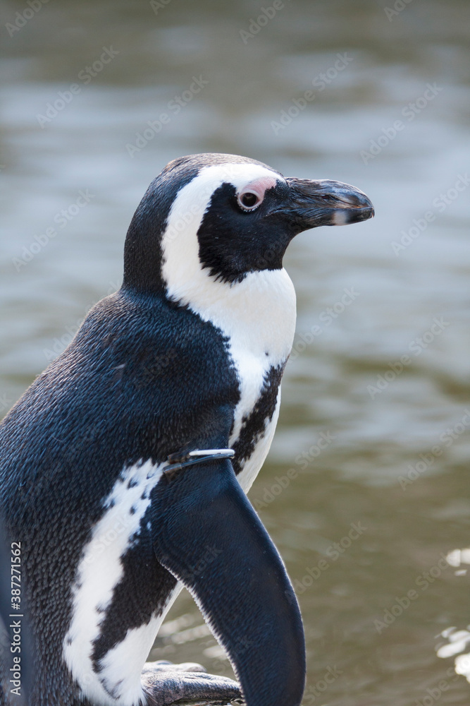 Naklejka premium フンボルトペンギン