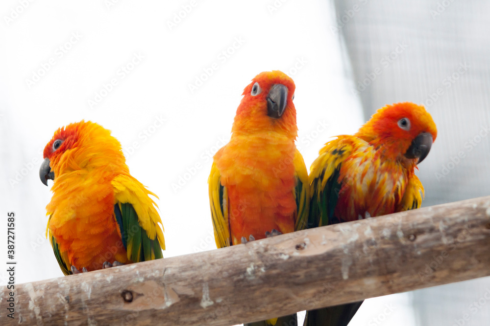 Fototapeta premium コガネメキシコインコ
