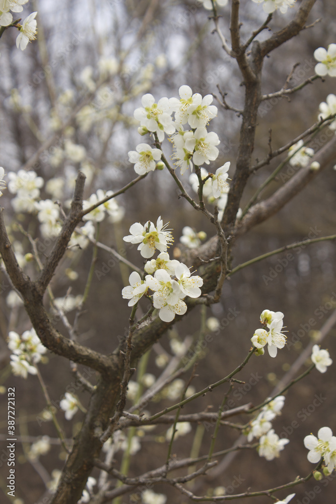 Apricot flower on nature background Apricot flower on nature background