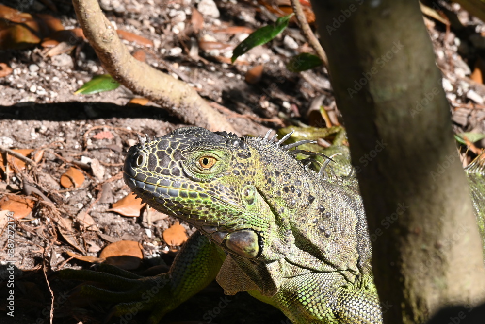 Fototapeta premium cool lizard