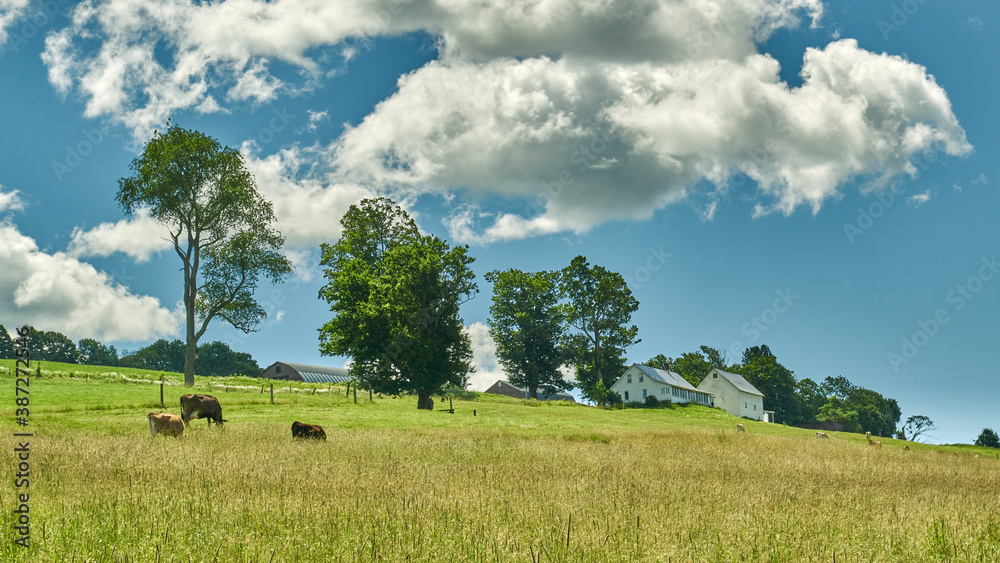 landscape with cows and farm house in Vermont