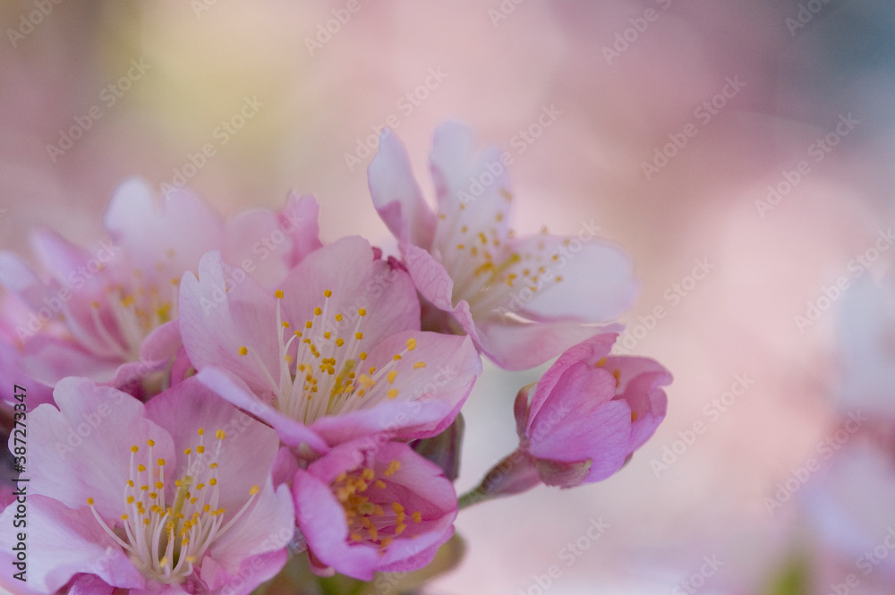 河津桜のクローズアップ 河津桜のクローズアップ