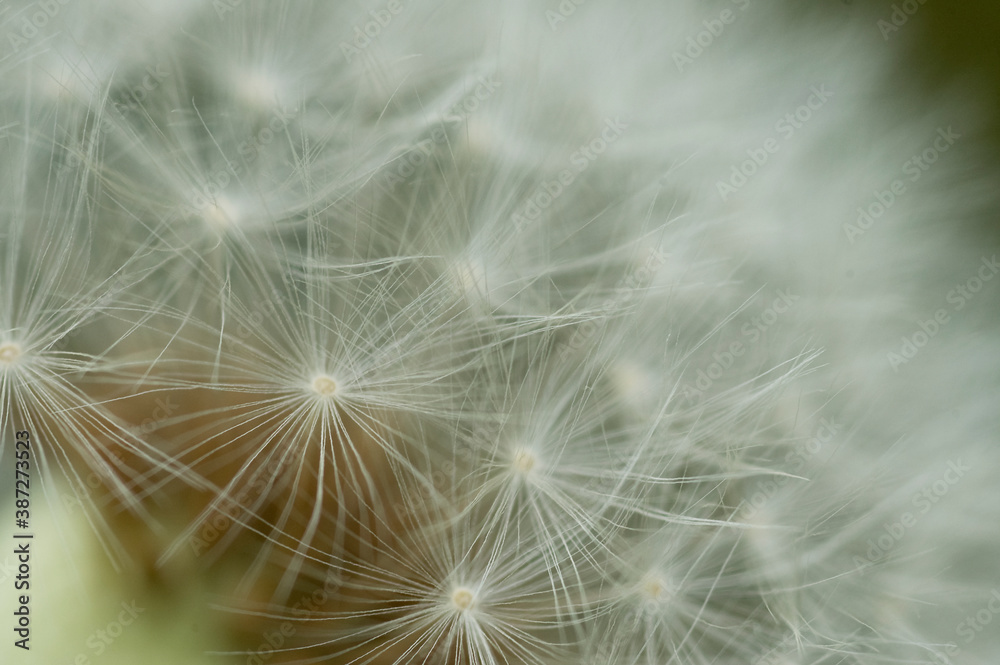 Obraz premium タンポポの綿毛