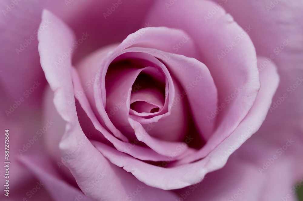紫色のバラの花 紫色のバラの花