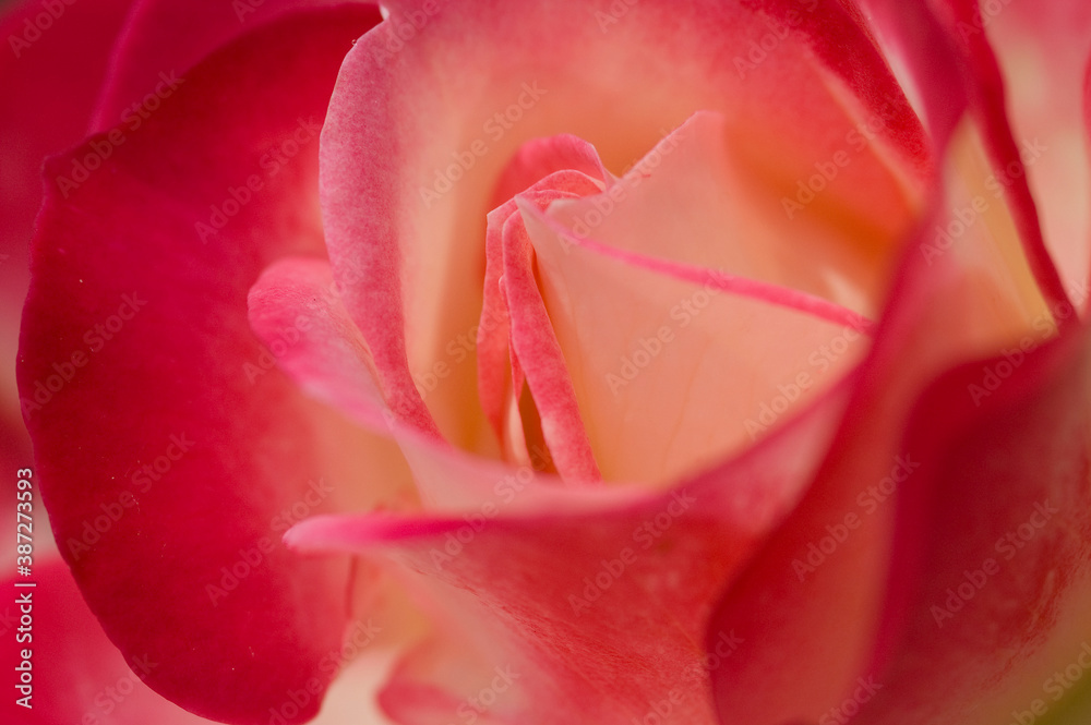 赤と白の薔薇の花びら