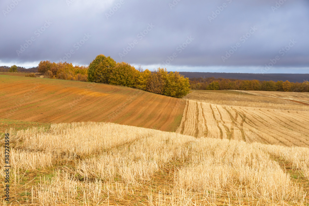 Autumn landscape of plowed land for growing and oak forest 