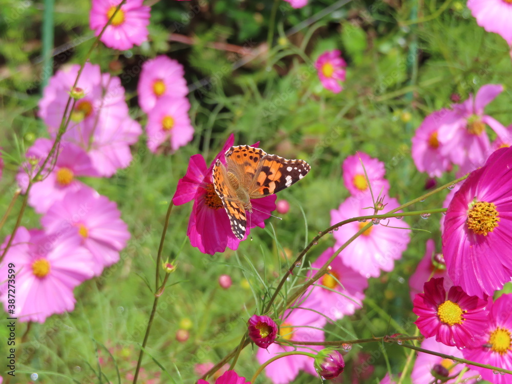 Naklejka premium ヒメアカタテハが食事をしている
