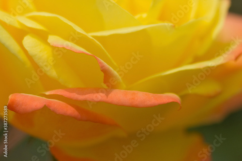 黄色とオレンジ色のバラの花びら