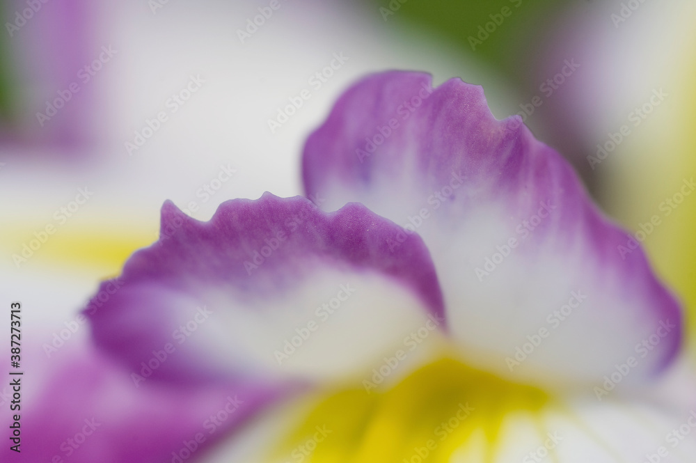 紫色の菖蒲の花びら