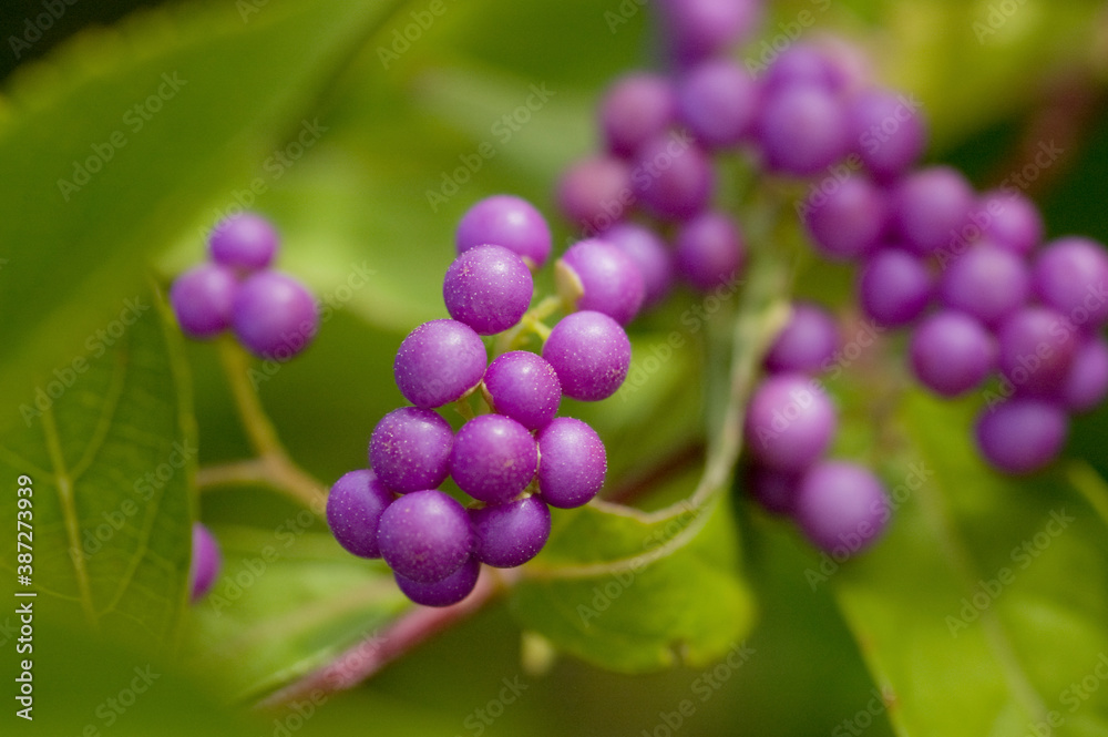 コムラサキの実