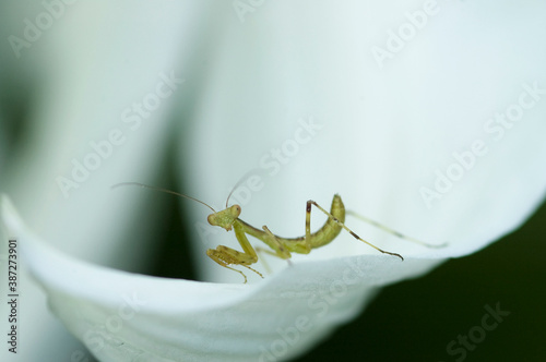 カマキリの赤ちゃん photo