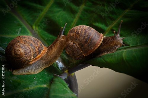 Caracoles jugando en una hoja verde 