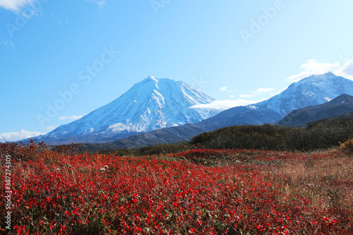 Kamchatka. An active volcano under a layer of snow surrounded by bright red flowers. Hiking in the mountains. Travel across Russia. Wildlife
