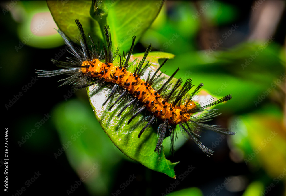 close up of a hairy caterpillar on a leaf