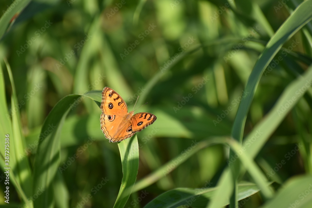 Obraz premium Golden butterfly by ramkrishna pal