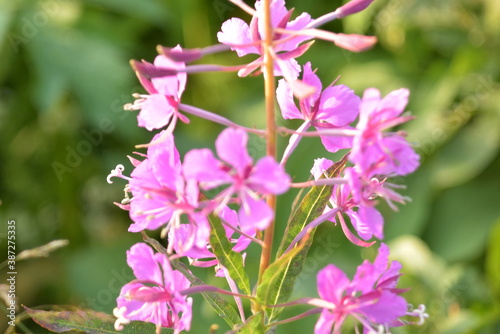 manual optics shooting flowers of the far North in summer