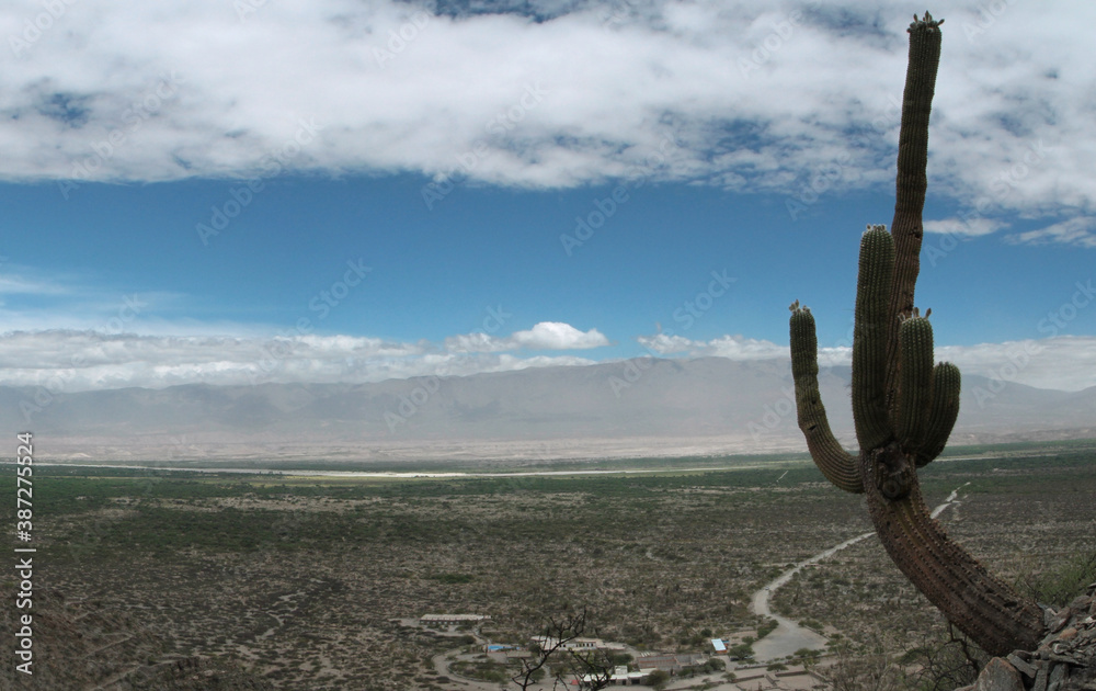 View of a giant cactus, Echinopsis atacamensis, also known as Cardon, growing very high in the mountain. The aboriginal city ruins of the Quilmes and the arid desert in the background. 