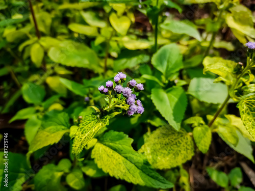 Ageratum conyzoides is native to Tropical America, especially Brazil, and considered an invasive weed in many other regions.