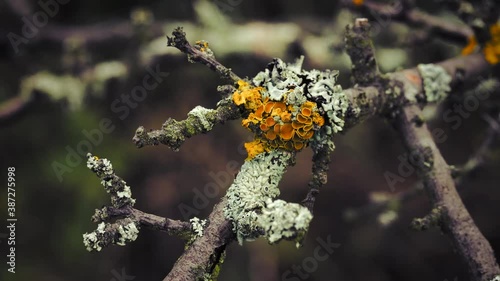 Lichen on branches moving in the wind. Close up macro shot. 4K resolution. Shallow depth of field. Natural background.