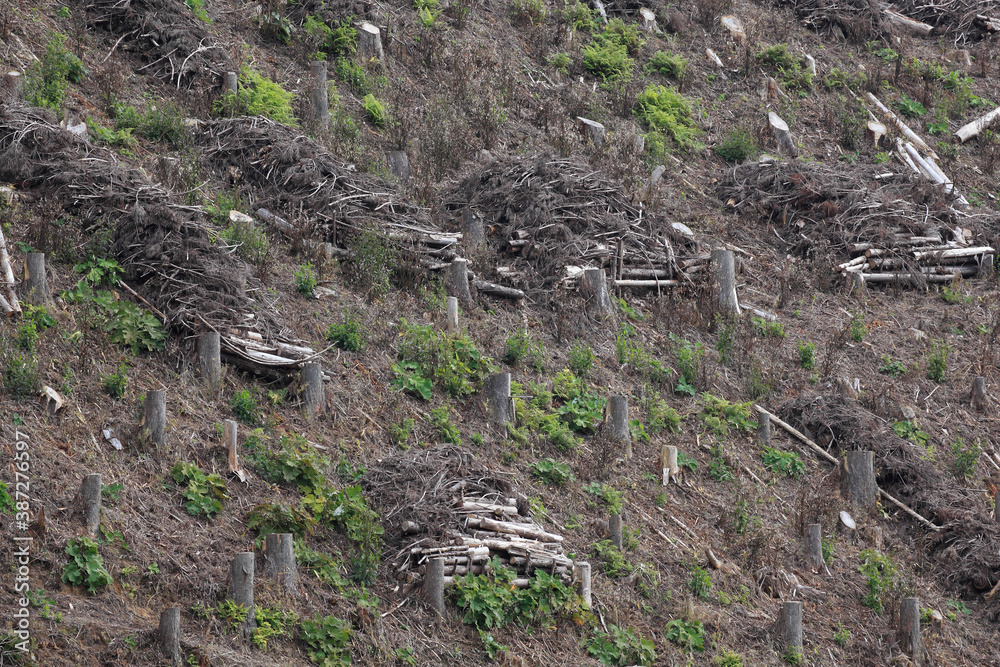 Obraz premium 間伐材を放置して土に還す