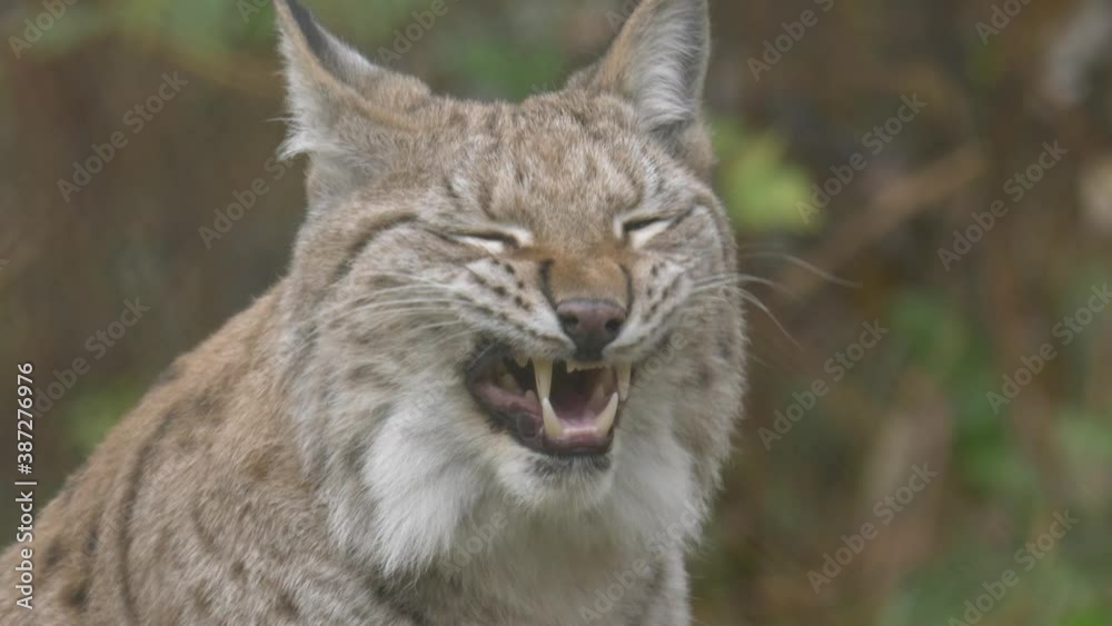 Close up shot of Eurasian lynx deeply yawning in a cold forest, on a cold day Close up shot of Eurasian lynx deeply yawning in a cold forest, on a cold day