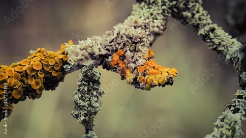 Lichen on branches moving in the wind. Close up macro shot. 4K resolution. Shallow depth of field. Natural background.