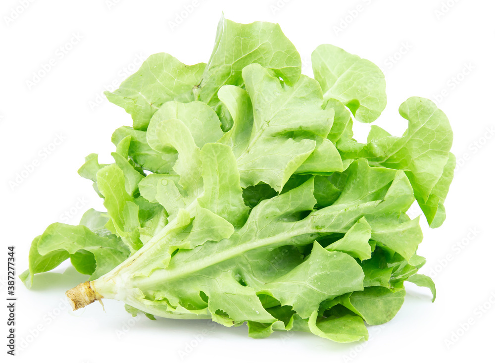 green fresh lettuce isolated on white background green fresh lettuce isolated on white background