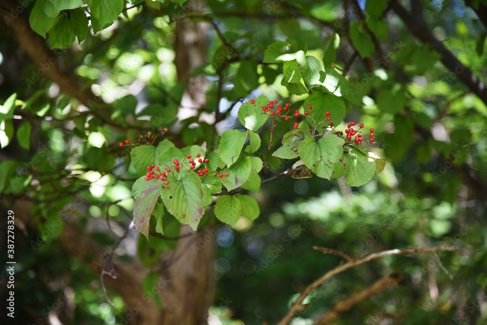 Linden viburnum (Viburnum dilatatum) berries / Viburnaceae deciduous shrub. Linden viburnum (Viburnum dilatatum) berries / Viburnaceae deciduous shrub.